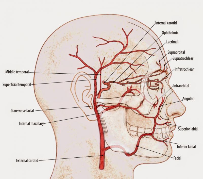 关于正颚、削骨磨骨时会碰到的神经血管有哪些？