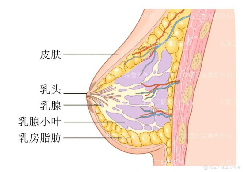 乳房下垂的表现有哪些？不穿内衣乳房会下垂吗？