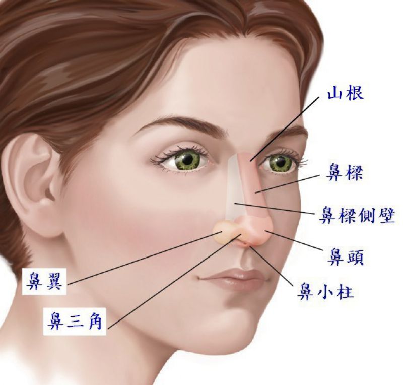 鼻整形奥秘（三）：隆鼻前医生最爱问的问题是什么?! 鼻子的主要结构是什么?