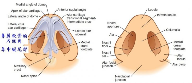 鼻整形奥秘（六）：鼻部軟骨(上側軟骨、鼻翼軟骨、鼻中膈軟骨)的利用是在哪一段?